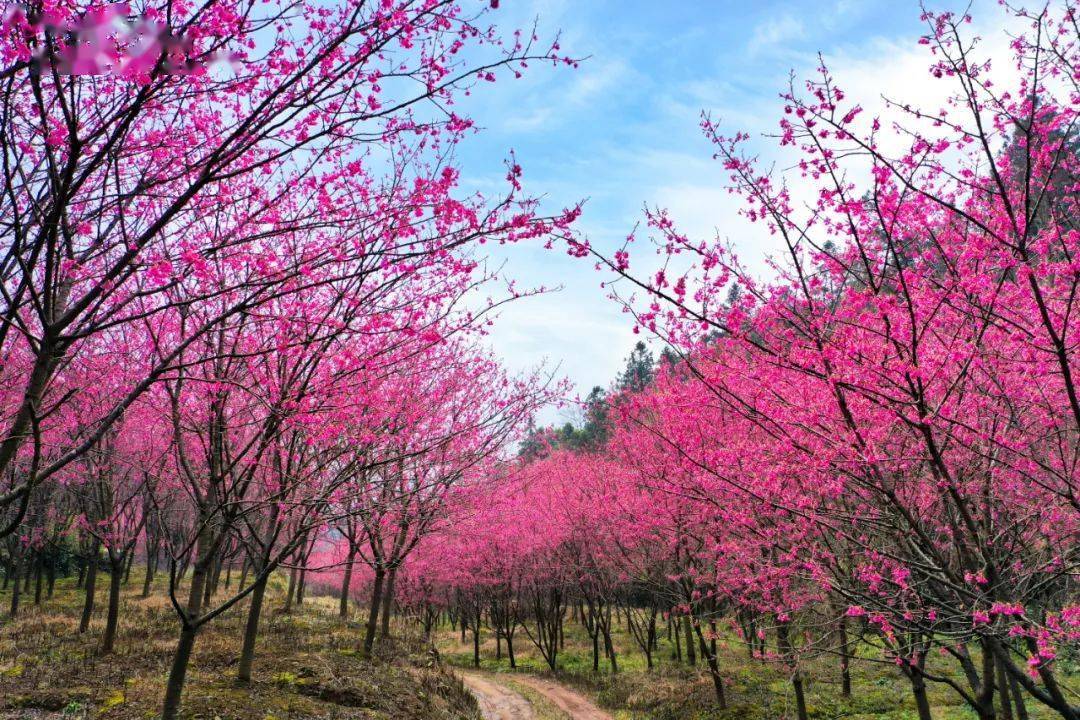 米积村樱花图片