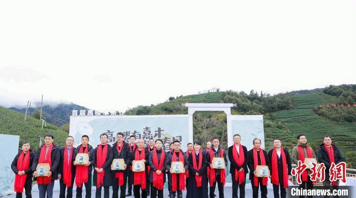 浙江瑞安"清明早茶"开采 侨力助推茶叶出海"破圈"_高楼镇_蔡武剑_华侨