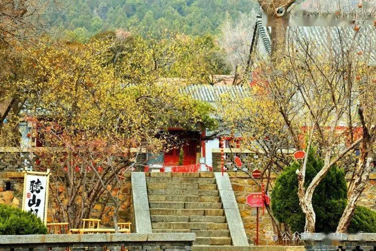 蜡梅花开|走进泰山普照寺,收获初春醉美光景_版权_景区_花朵