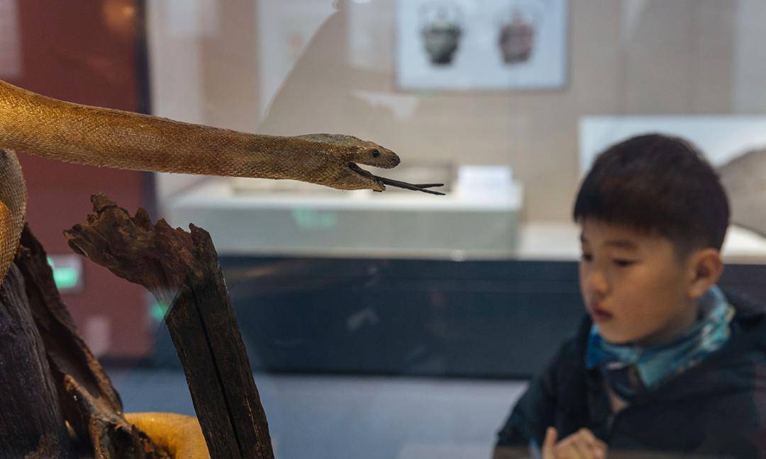 cultural exhibition about dragons opens at nnhmc_hao_chinese_the