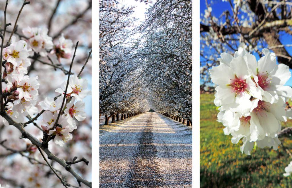 2024洛杉矶赏花指南出炉!_版权_开花_罂粟