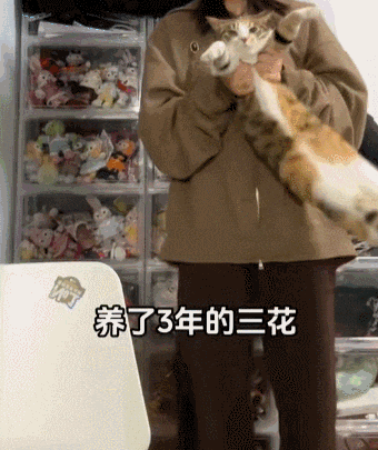 养了9年的三花,被确诊为彩狸,网友:刘亦菲变精神小妹?_dy@_感觉_来源