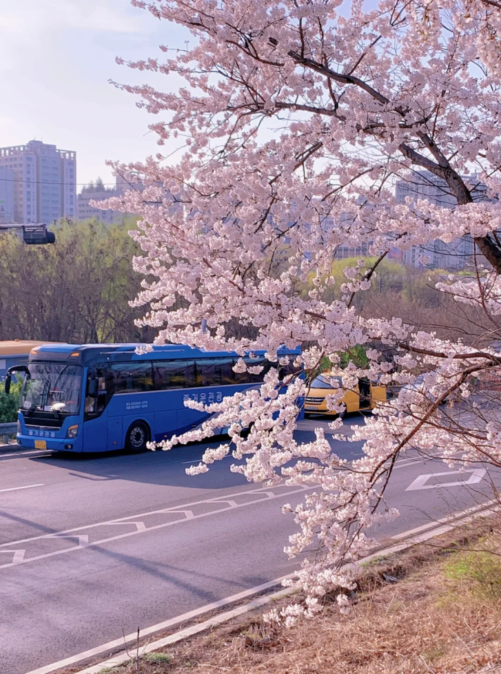 03最美樱花·景福宫电视剧《冬日恋歌》的摄影地-坐落在从首尔往春州
