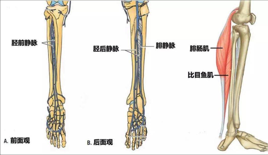 小腿的肌间静脉正常内径在5mm以内,但每个人可能粗细略有差异