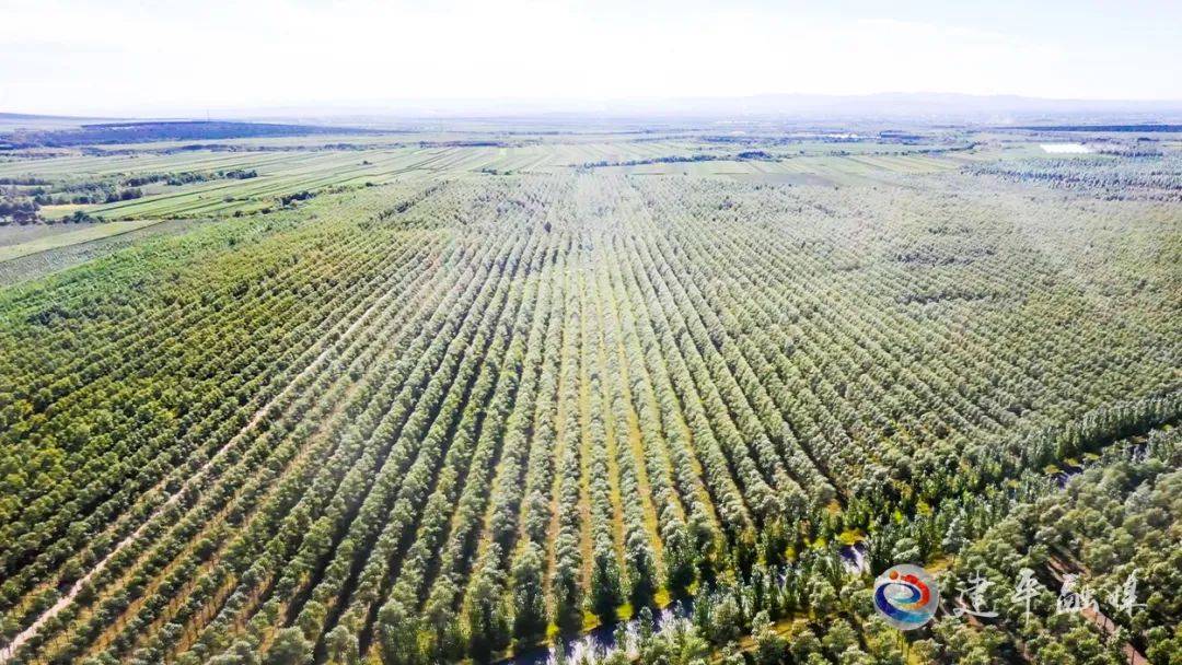 【牢记嘱托显担当 攻坚之年谱新篇】打好科尔沁沙地歼灭战 筑牢生态