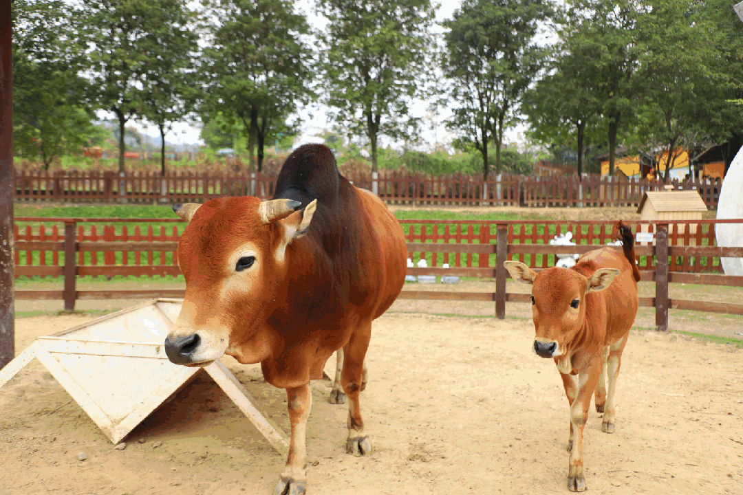 将带给大家独特其中,全新剧目"羊上树"表演天天上演逃学威龙学霸小狗