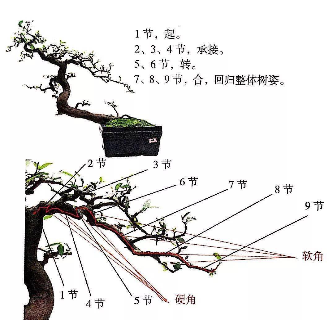 盆景飘枝与托枝的布局图片