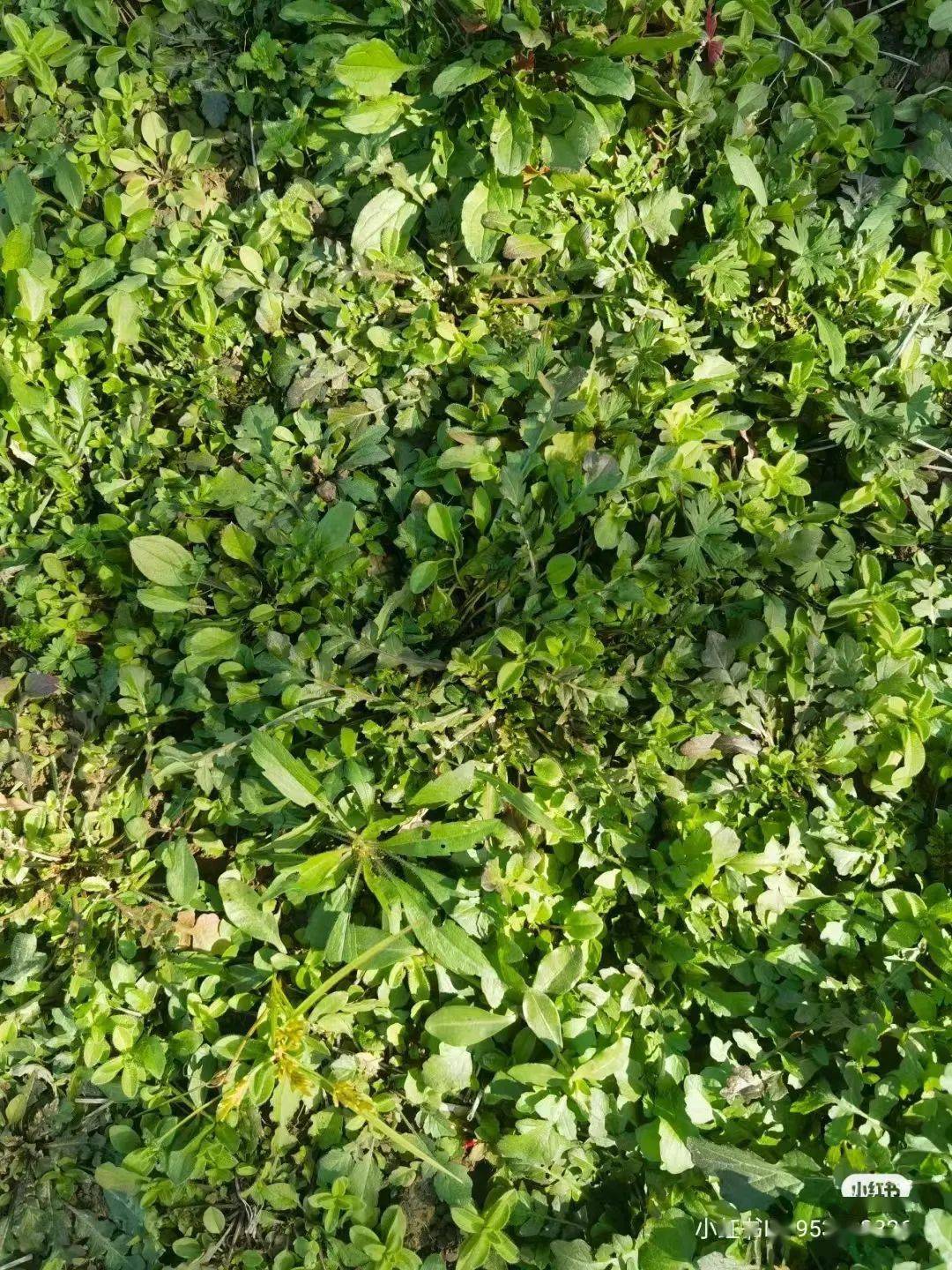 野菜种植方法(野菜种植方法图解)