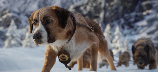 【电影坊】与命运搏斗换取生存的权力——《野性的呼唤》_巴克_大庆市