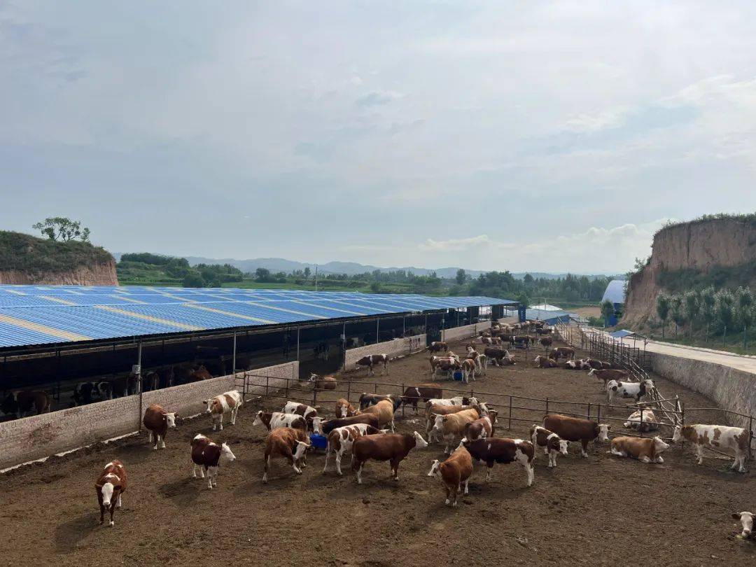 西马乡:肉牛养殖促增收 乡村振兴有"犇"头_发展_产业_机遇