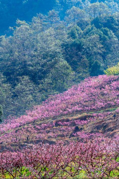 你要的春风十里,在这个"桃花源"→_务本乡_石林_乌拉