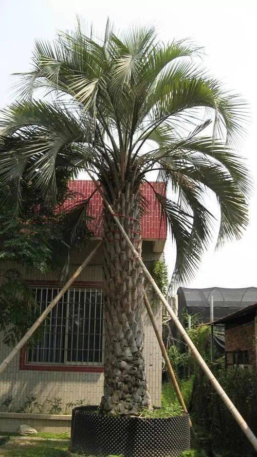 棕榈类植物傻傻分不清楚?看这里!_椰子_世界_种类