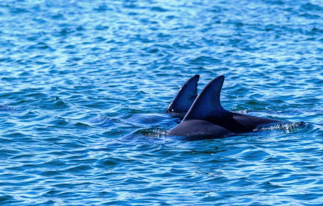 西澳热门旅游景点宣布破产!开业30年恐惨淡收场._中心_政府_平台