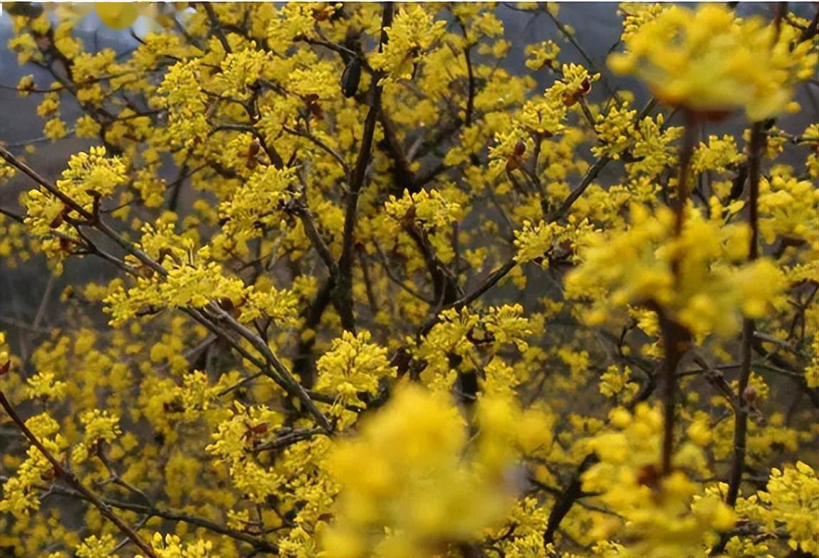 洋县长青华阳景区春色浪漫,等你来 !_门票_本人有效证件_山茱萸