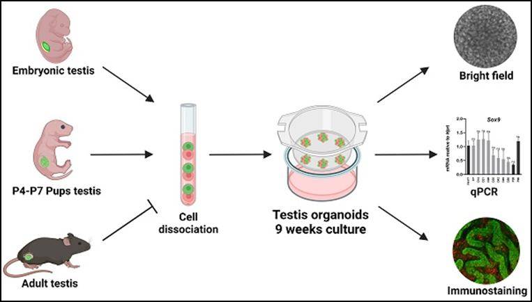 int j biol sci|新研究成功培育出小鼠睾丸类器官,有望推进男性不育