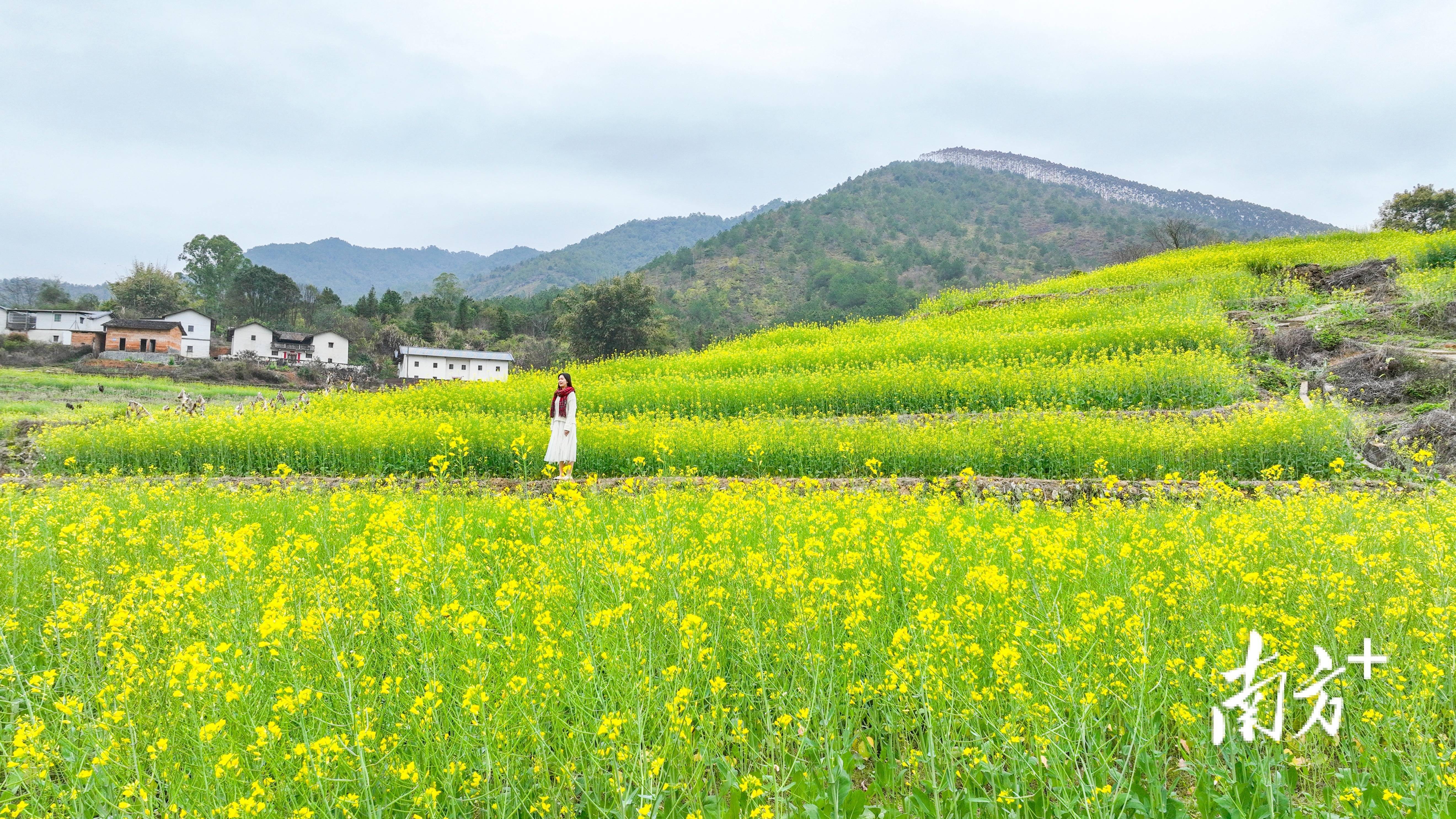 美了醉了!蕉岭蓝坊高思村百年梯田开"金"花