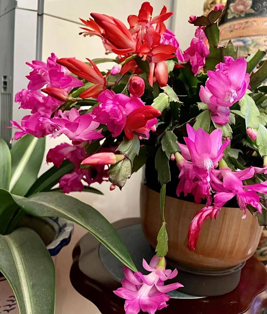 蟹爪兰在"冬天"养,教你这"3招",枝叶茂盛,开成"大花球"_水果_开花