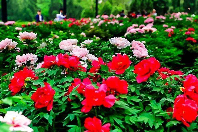 清明3天|又见61老君山|打卡世界第一仙山の玩转龙门石窟-洛阳牡丹