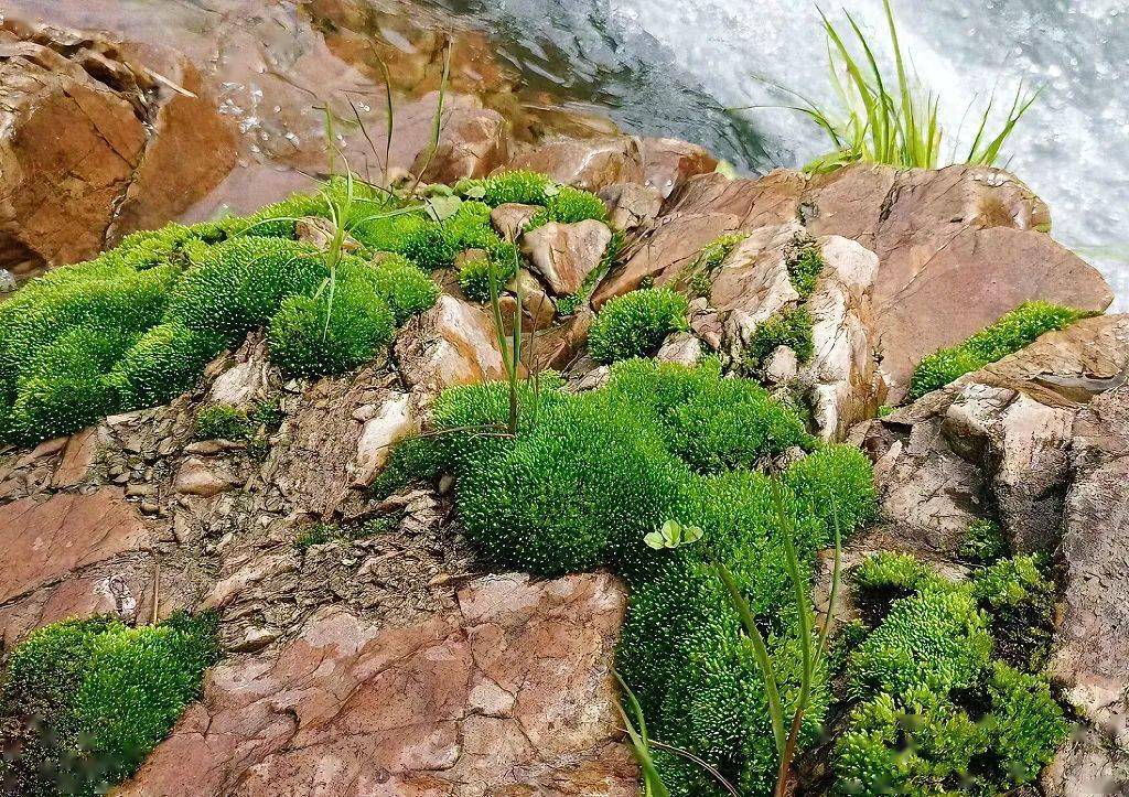 开春上山抓青苔,你有过吗_湘潭_文化_种子