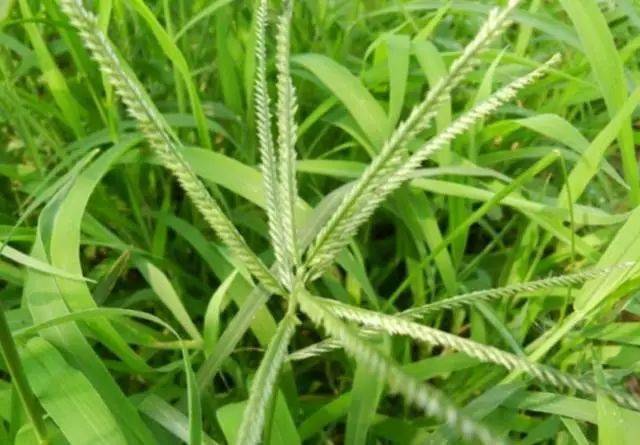 带孩子郊游,教他认识路边常见植物吧,太全了_小时候_种子_作用