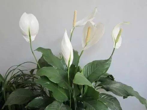 30种花卉培育及花语大全(值得收藏)_土壤_要求_排水