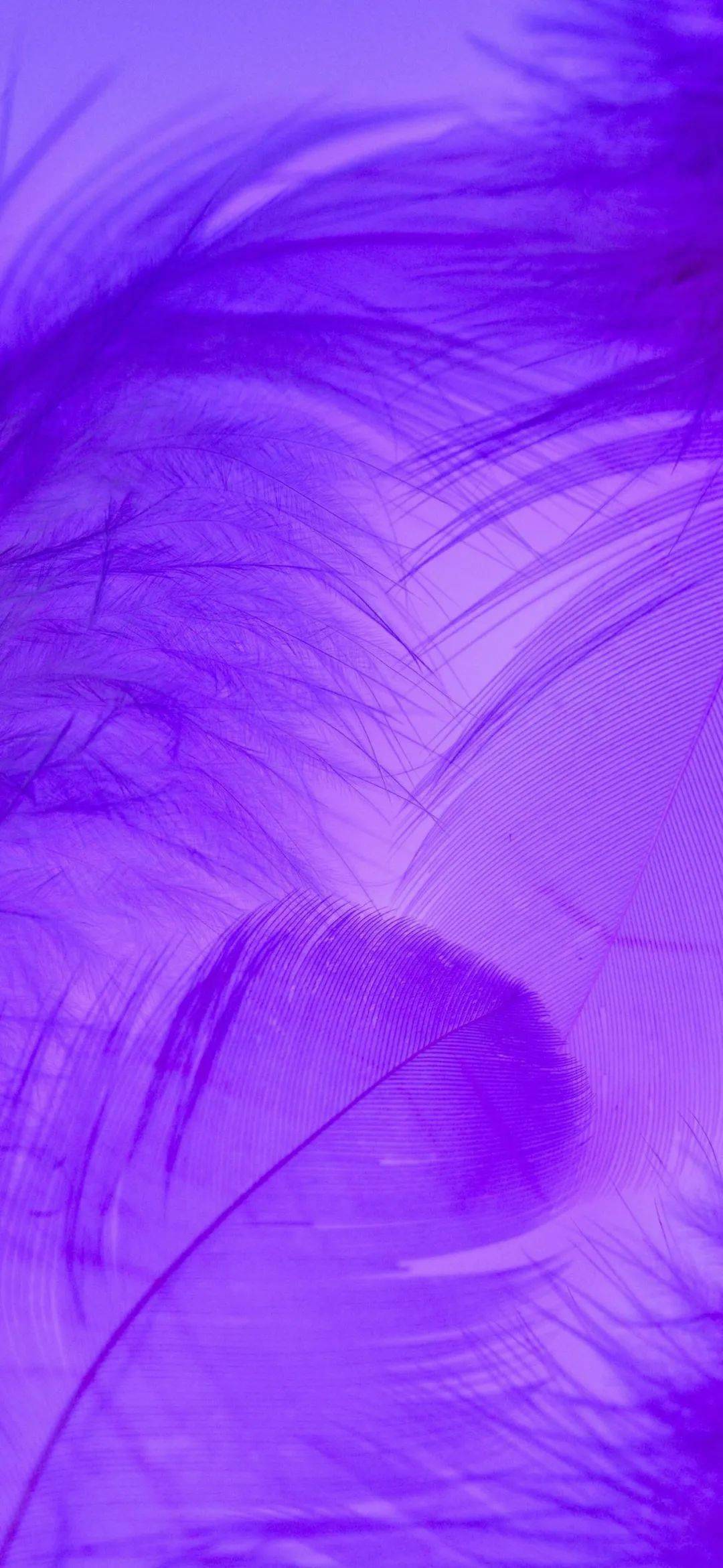 手机壁纸浅紫色图片