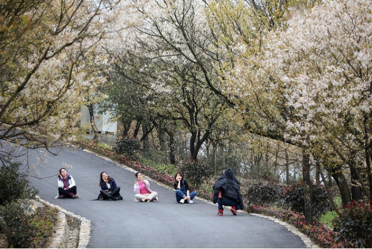 据悉,云龟山风景区总体呈现"两山夹一谷"的特殊地貌,孕育出"春赏野樱