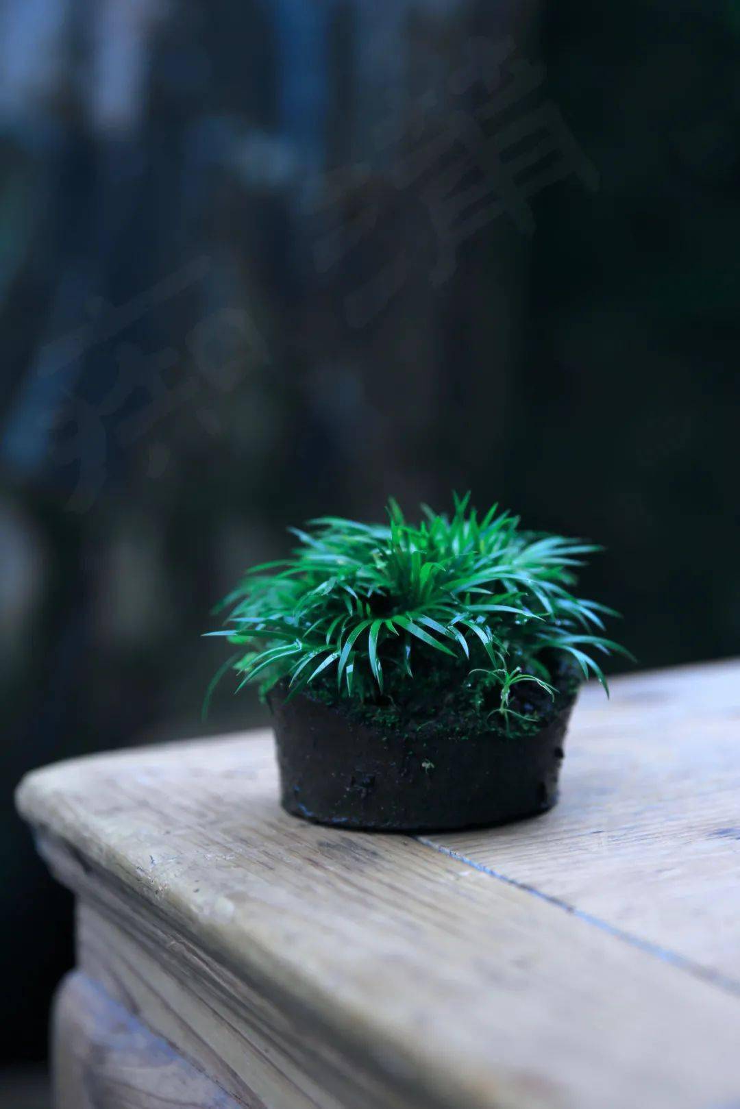 破瓦盆植菖蒲_感觉_话说_个性