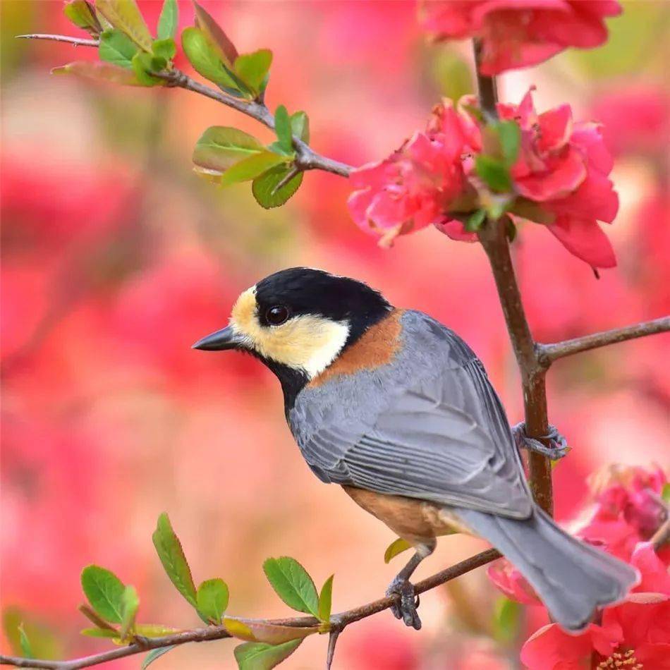 春天漂亮鸟儿,飞来了!