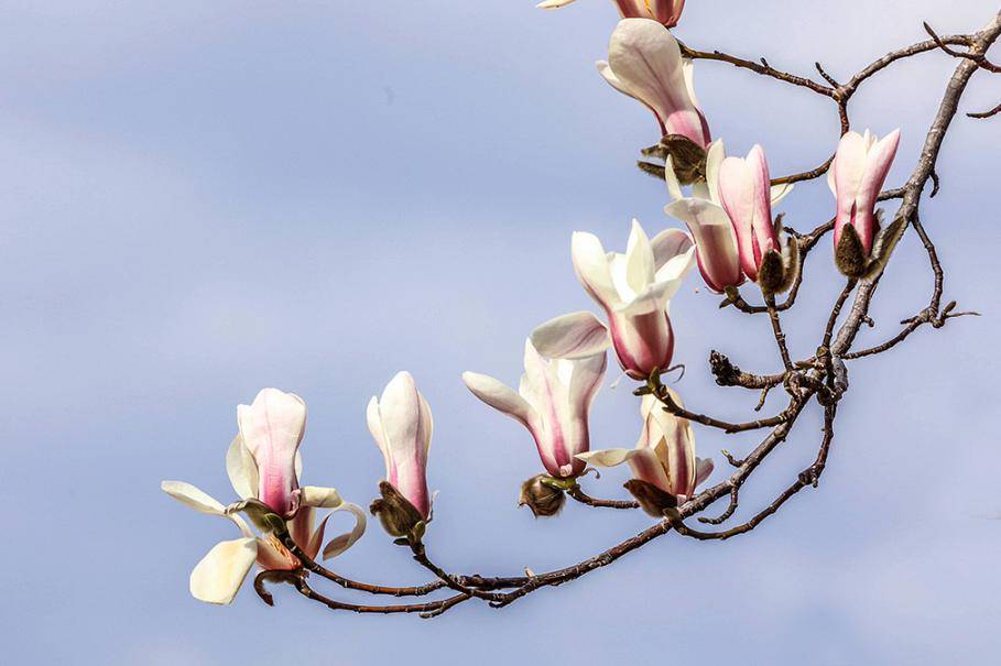 周末去哪玩 | 望春玉兰再报"春"信,打卡点位奉上→_地址_小叶子_共青