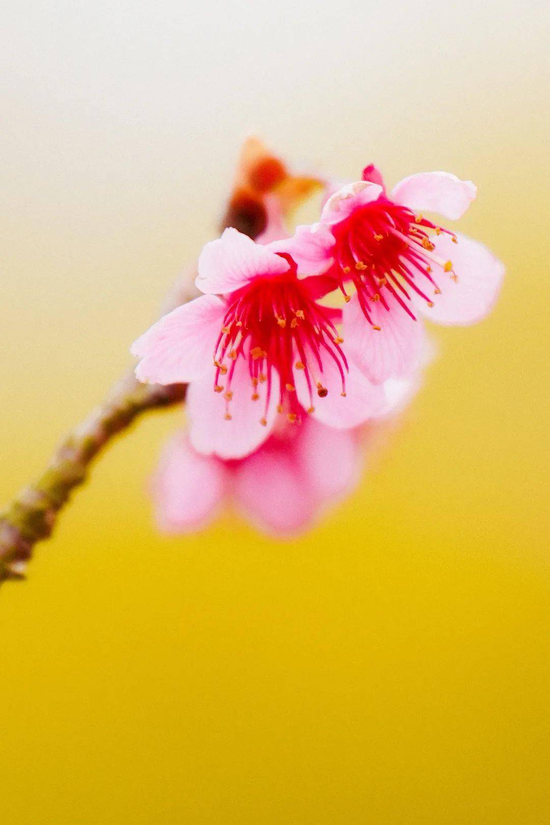 星期五,盐田上新啦 | 浪漫新"花"样_铃儿_海山_森林