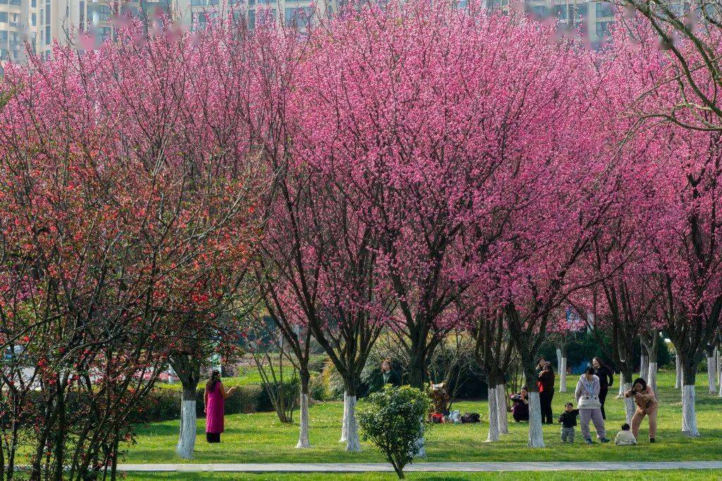 射洪市沱牌舍得文化旅游区99推荐景点3月—4月94花期梨花遂宁市
