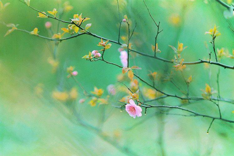 三月你好:不畏将来,不念过往_生活_春风_季节