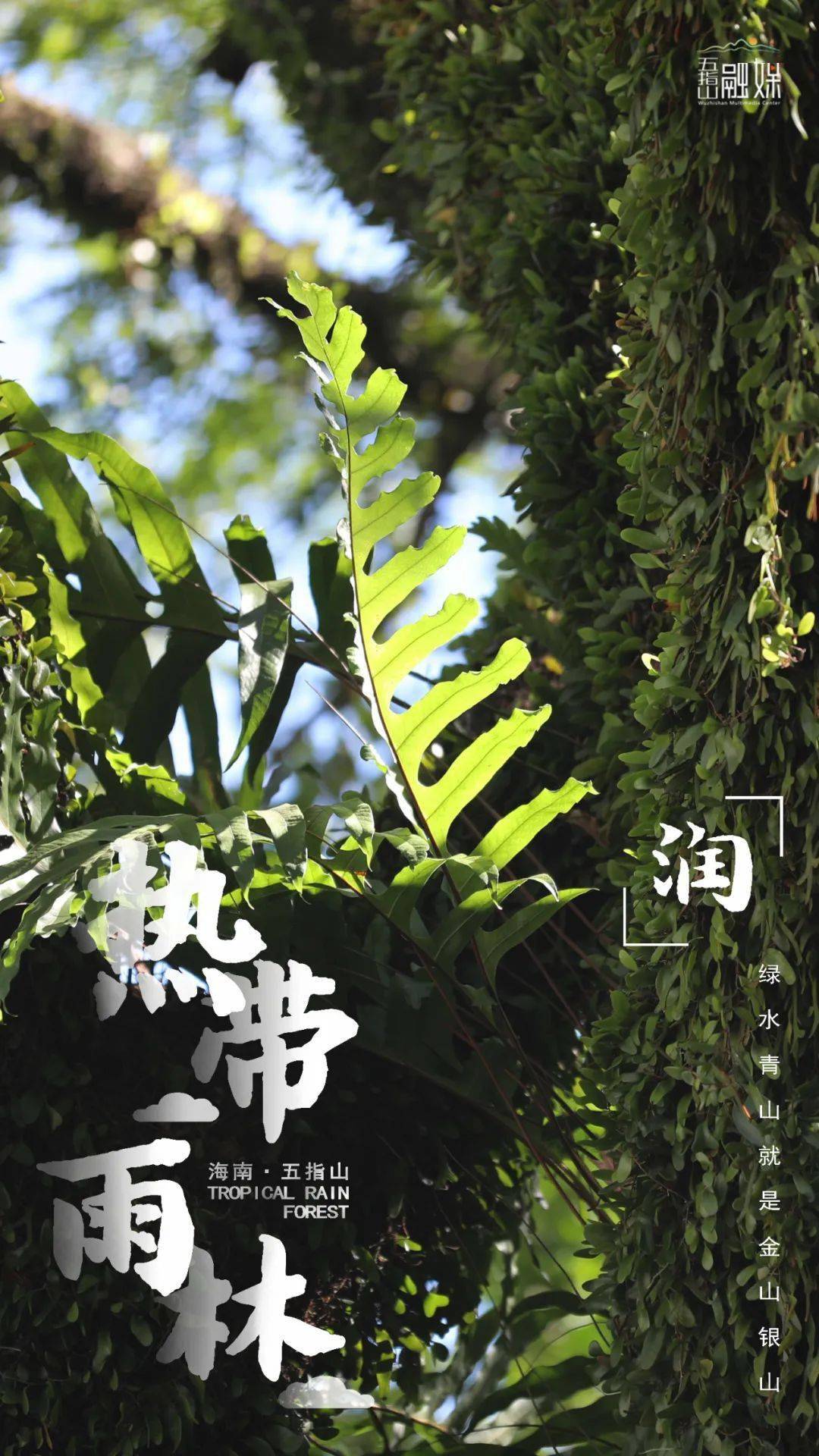 夜听五指山丨第296期——热带雨林,滴水观音及其他