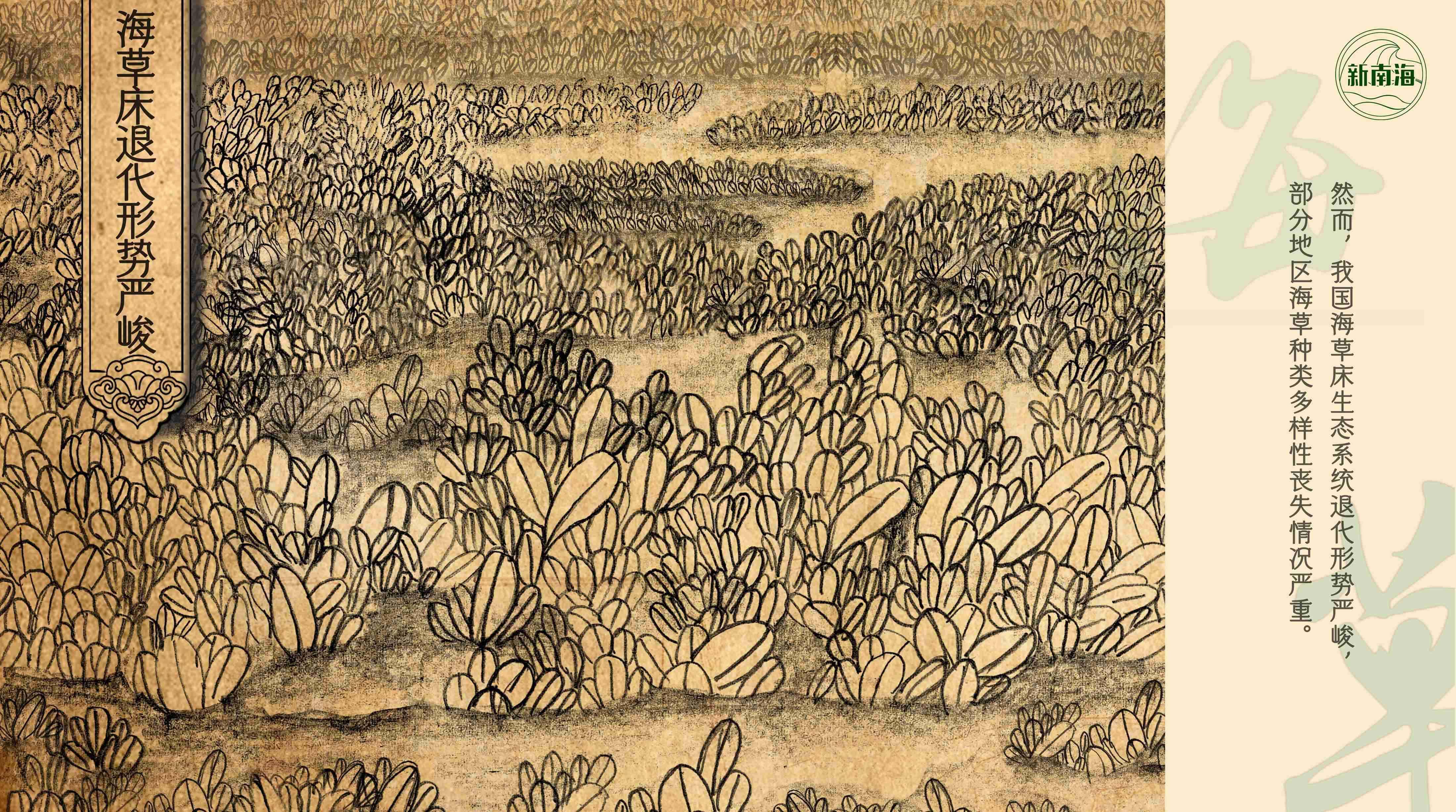 世界海草日守护生物多样性之小小海草大能量