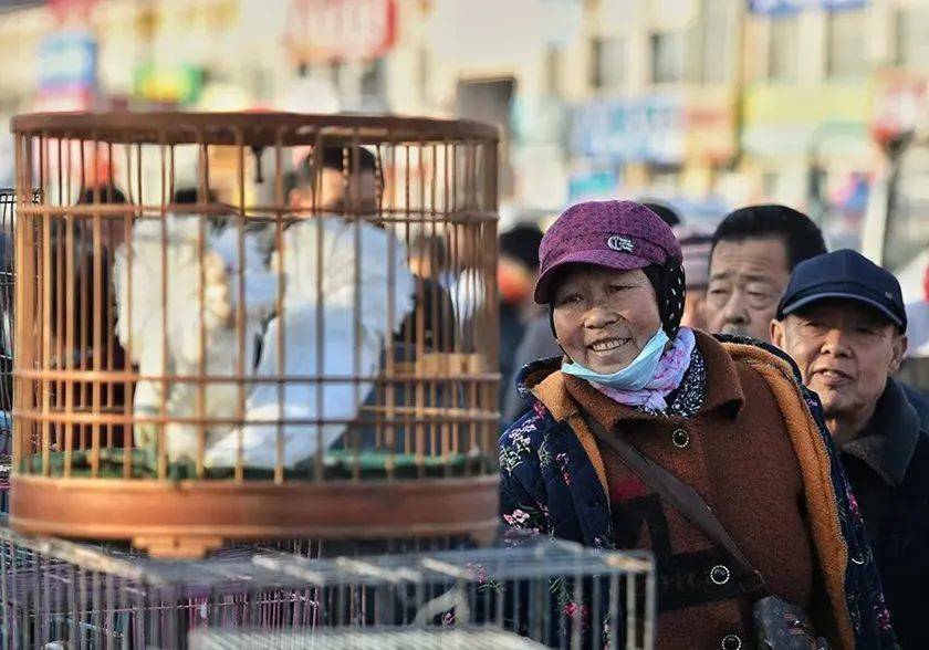 逛国潮鸽子会 赏比利时鸽展 2月好图精彩纷呈_恩城_平原_太阳