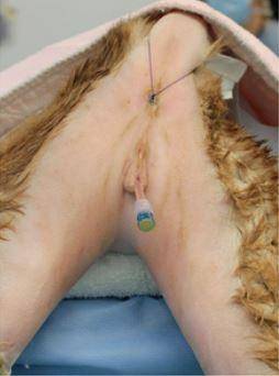 猫咪尿道造口手术图片