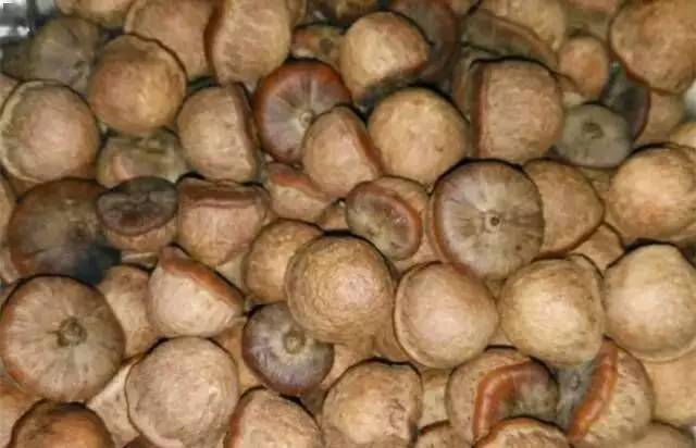 吃过15种以上的是山精!_味道_果实_野果