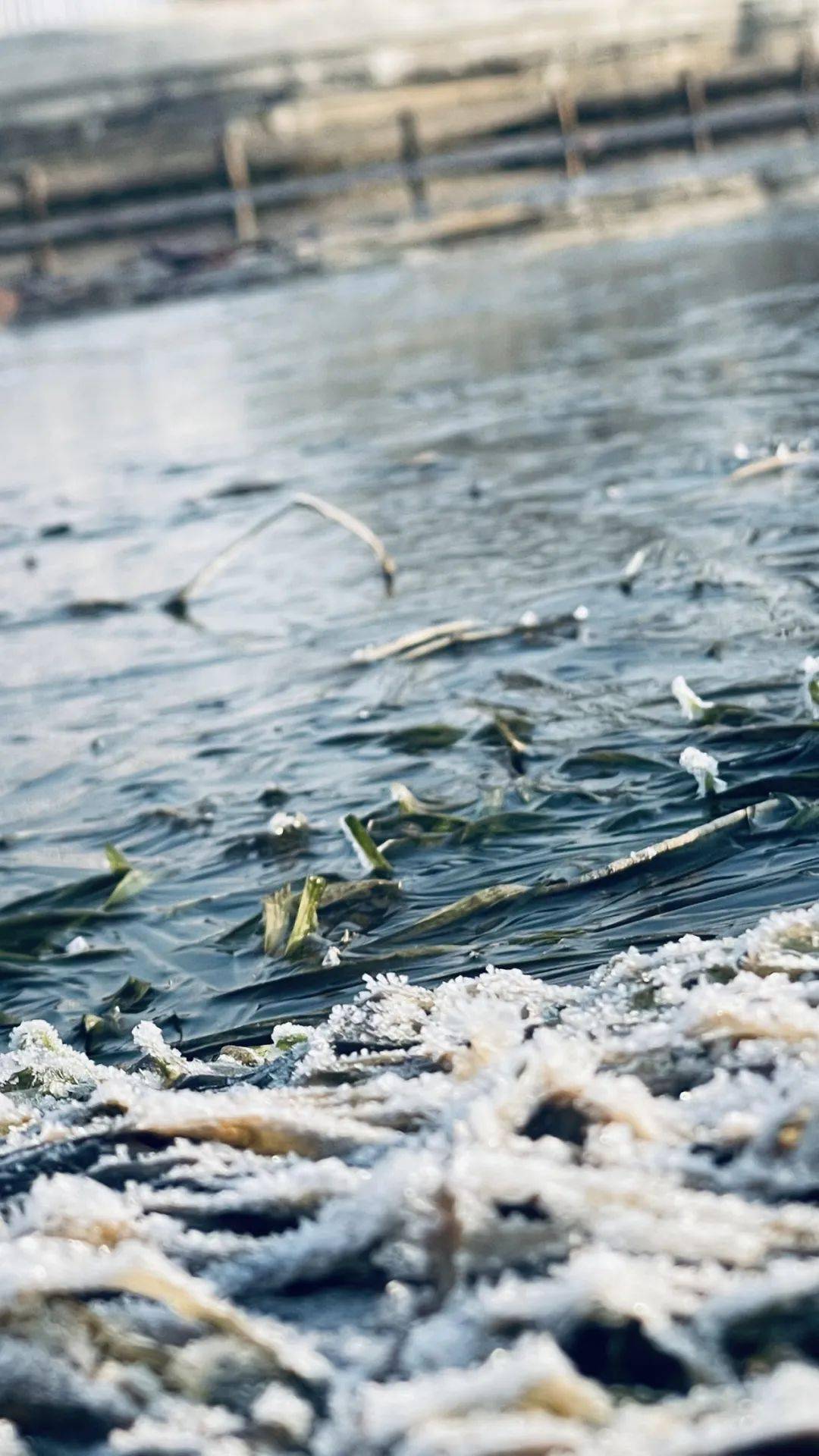 刚刚,桐乡再发黄色预警!_霜冻_空气_抵抗力