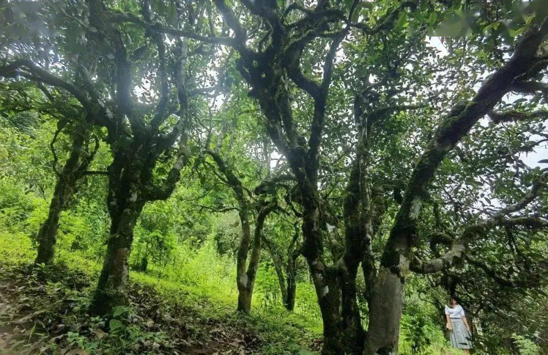 古茶山一二三产融合发展