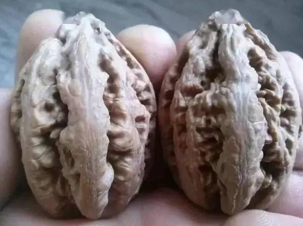 超小众的十种野生文玩核桃,拒绝一样!_品种_江湖_传奇