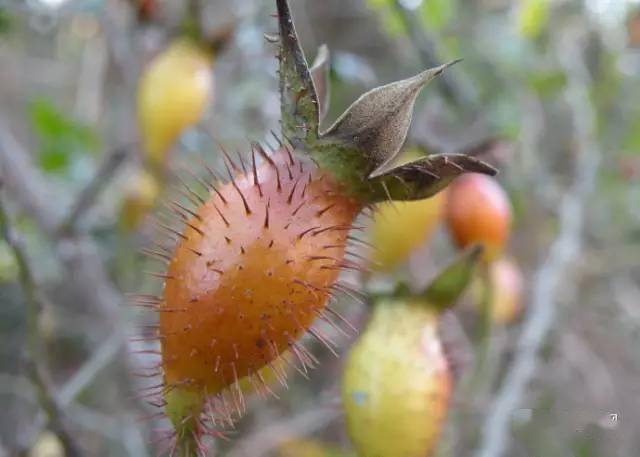 吃过15种以上的是山精!_味道_果实_野果