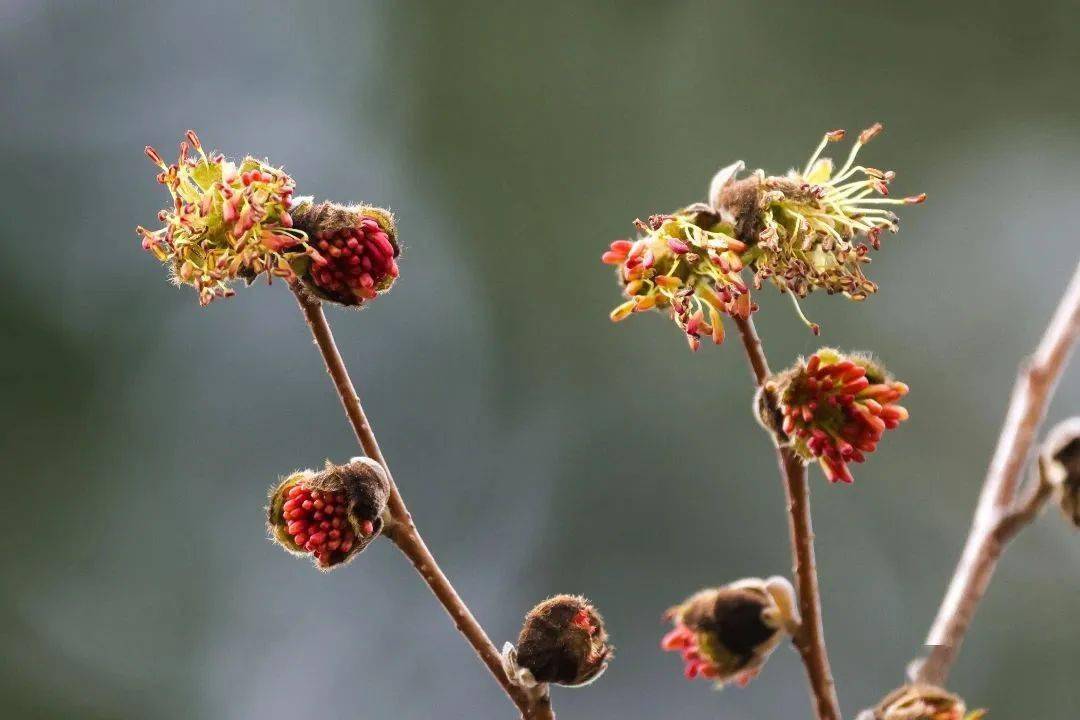 日前,金缕梅科波斯铁木属落叶小乔木银缕梅在昆明植物园首次开花,这