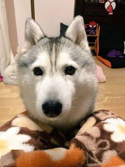 万万没想到二哈笑起来也可以这样萌,感觉要恋爱了!_笑容_萨摩_什么