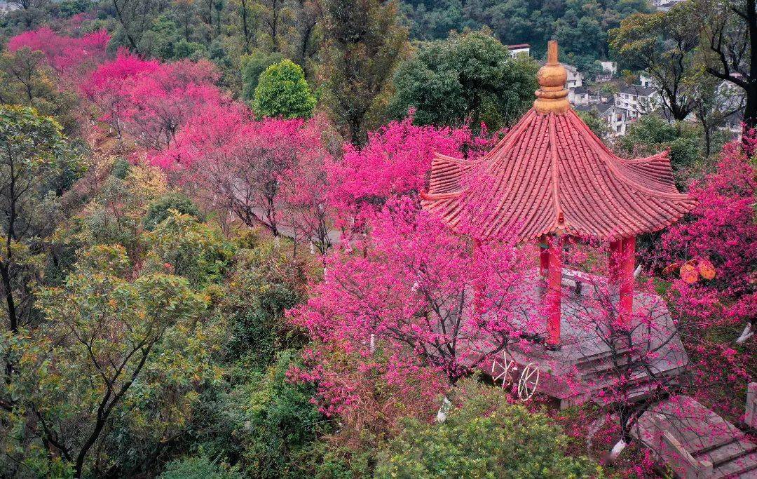 周末走起温州绝美赏花地统统拿下