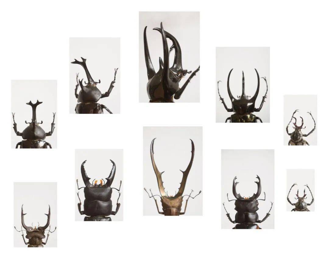 和喆:找回那些甲虫_鳗鱼_树洞_标本