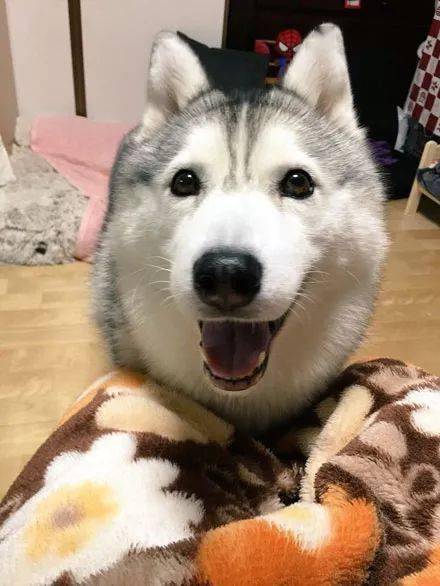 万万没想到二哈笑起来也可以这样萌,感觉要恋爱了!_笑容_萨摩_什么