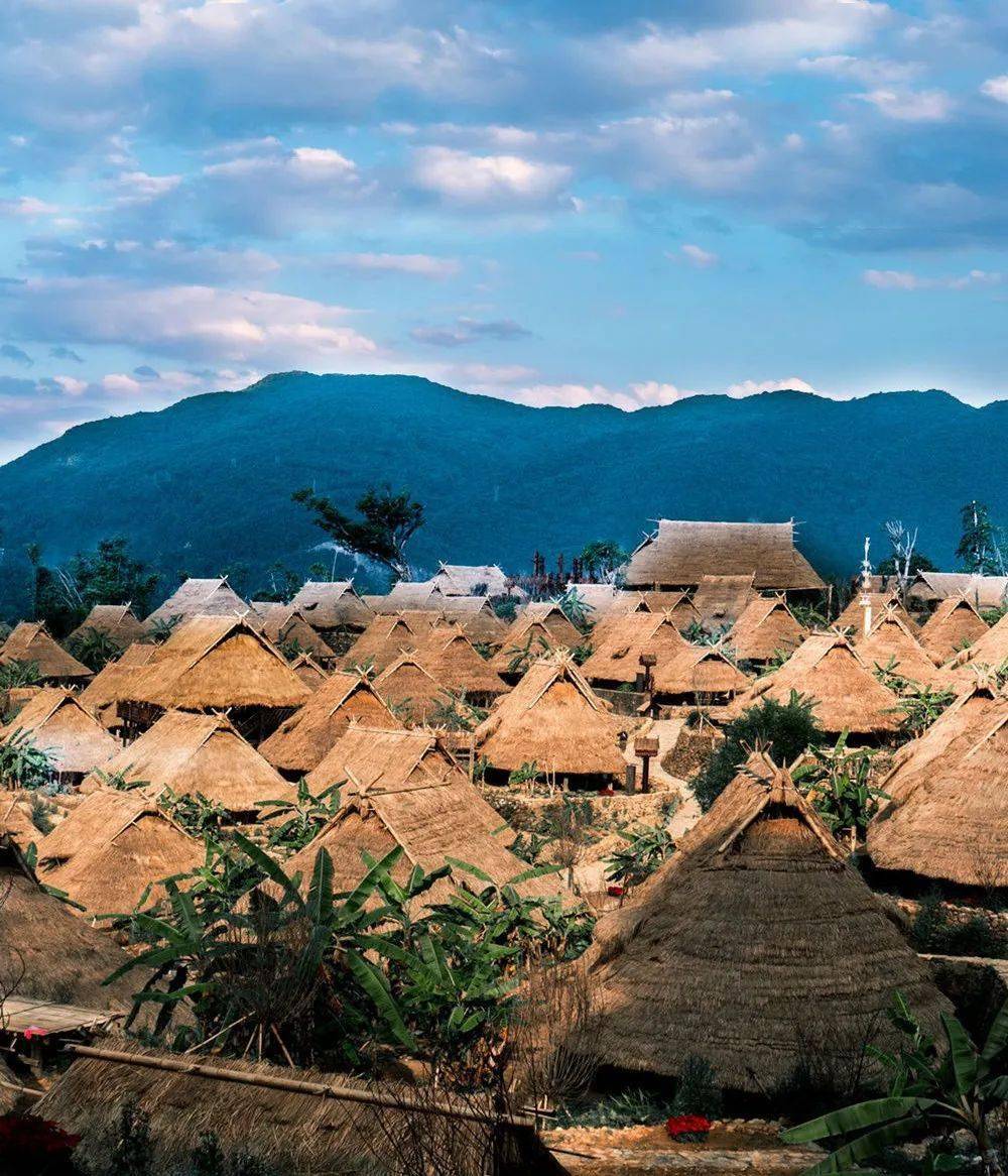 不小心在临沧拍到了语文课本封面_博尚_茶树_油菜花