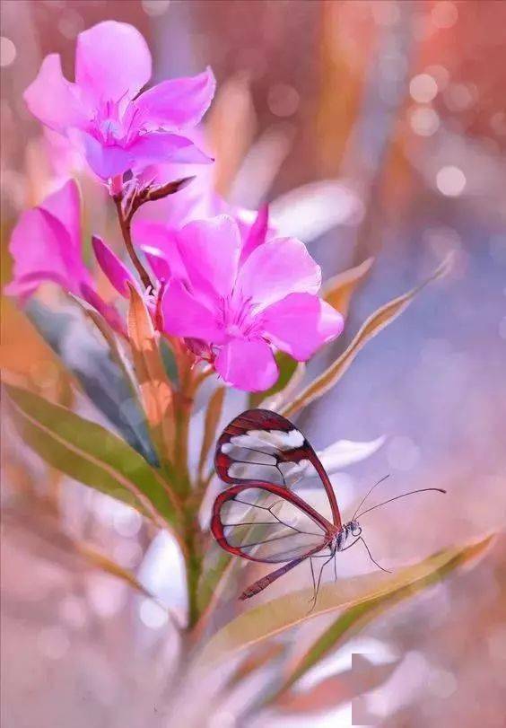 阳春三月鸟语花香