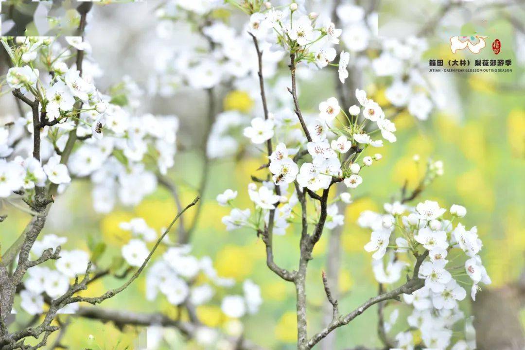 天府新区又多了n种耍法_乡村_梨花_美食